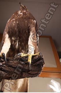 Hawk 0224